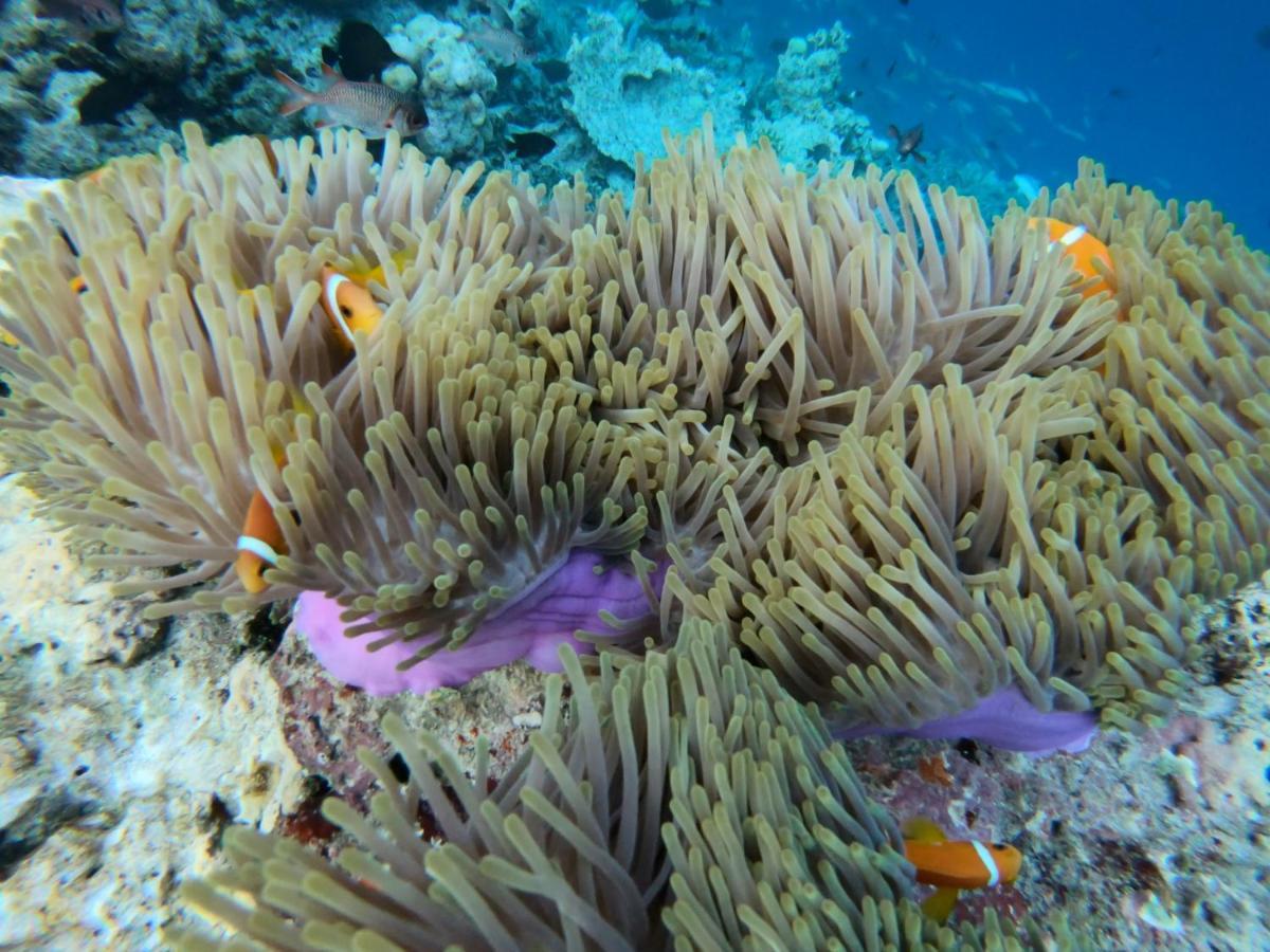 Hiraeth Island Home Guraidhoo  Zewnętrze zdjęcie