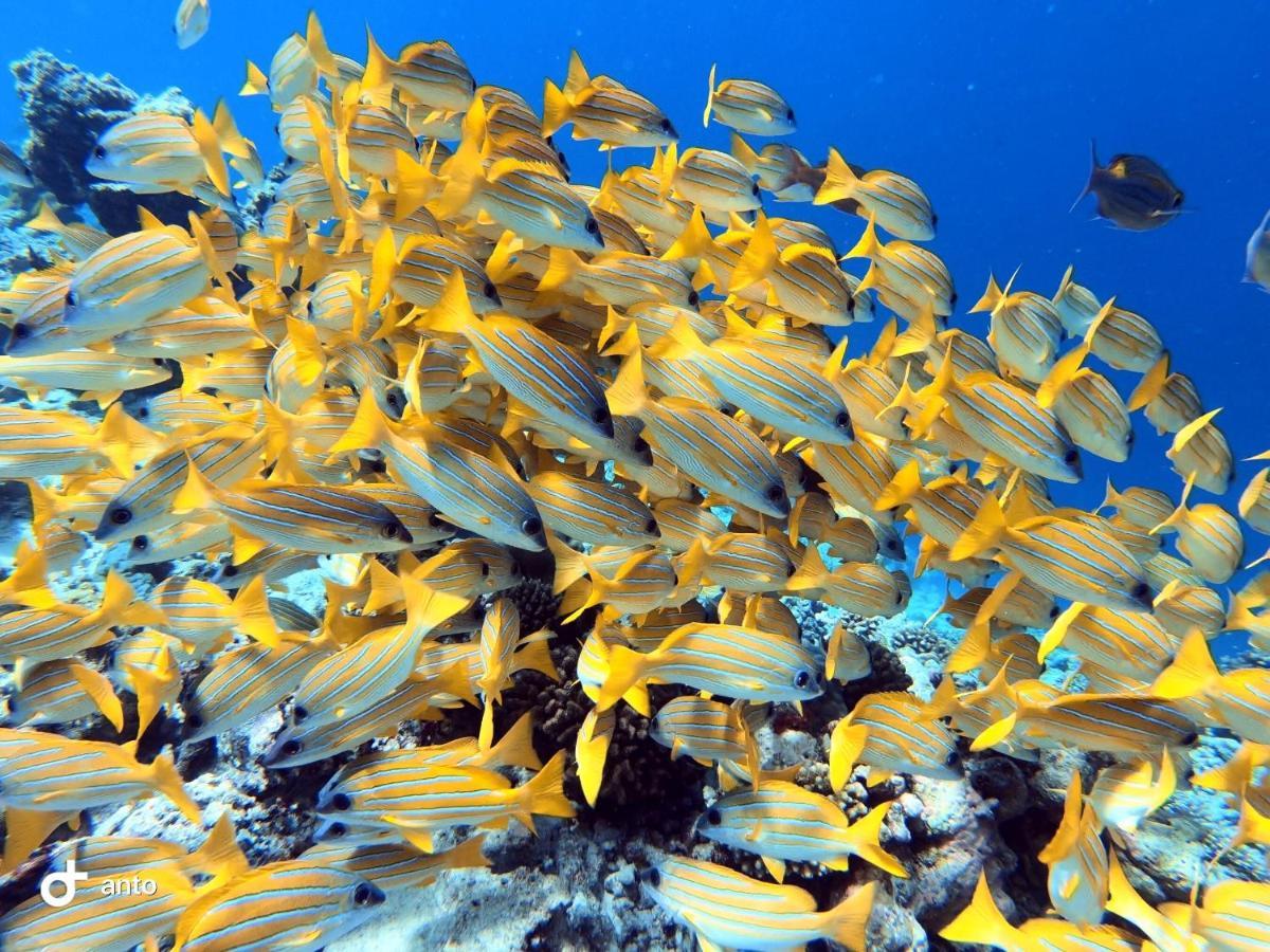 Hiraeth Island Home Guraidhoo  Zewnętrze zdjęcie