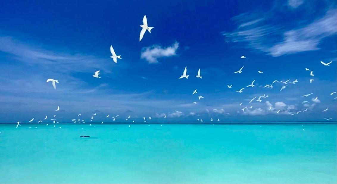 Hiraeth Island Home Guraidhoo  Zewnętrze zdjęcie